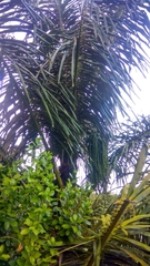 Arenga pinnata
