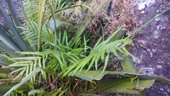 Amblovenatum terminans