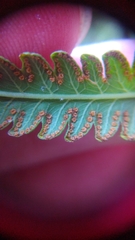 Amblovenatum terminans