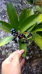 Ardisia humilis