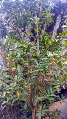 Ardisia humilis