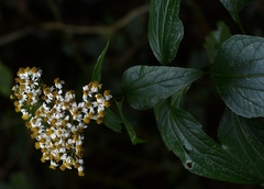 Alloispermum integrifolium