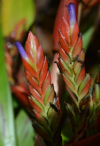 pink quill