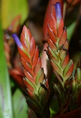 Tillandsia guatemalensis