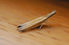 Pleurota aristella