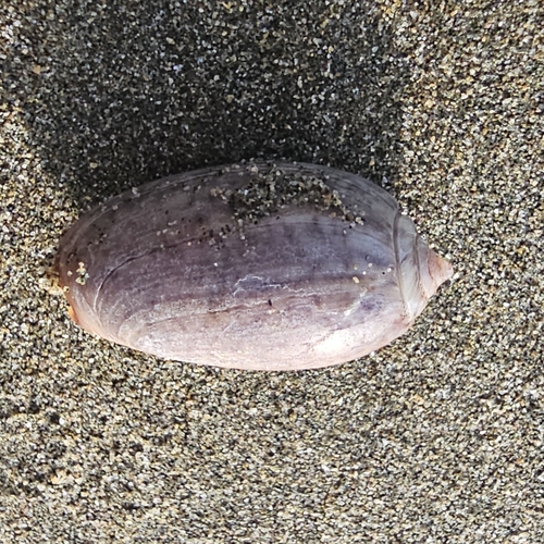 Oliva lecoquiana, 2024-09-18