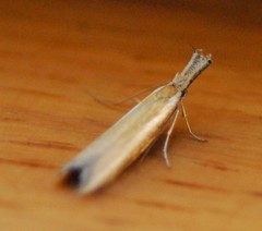 Pleurota aristella