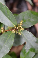 Celastrus vulcanicola