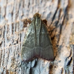 Basacallis tarachodes