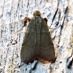 Basacallis tarachodes