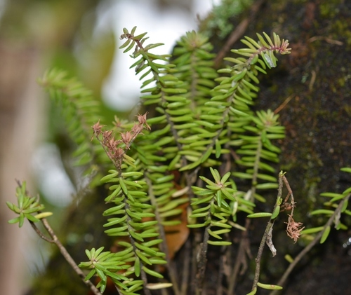 Sedum guatemalense