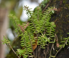 Sedum guatemalense