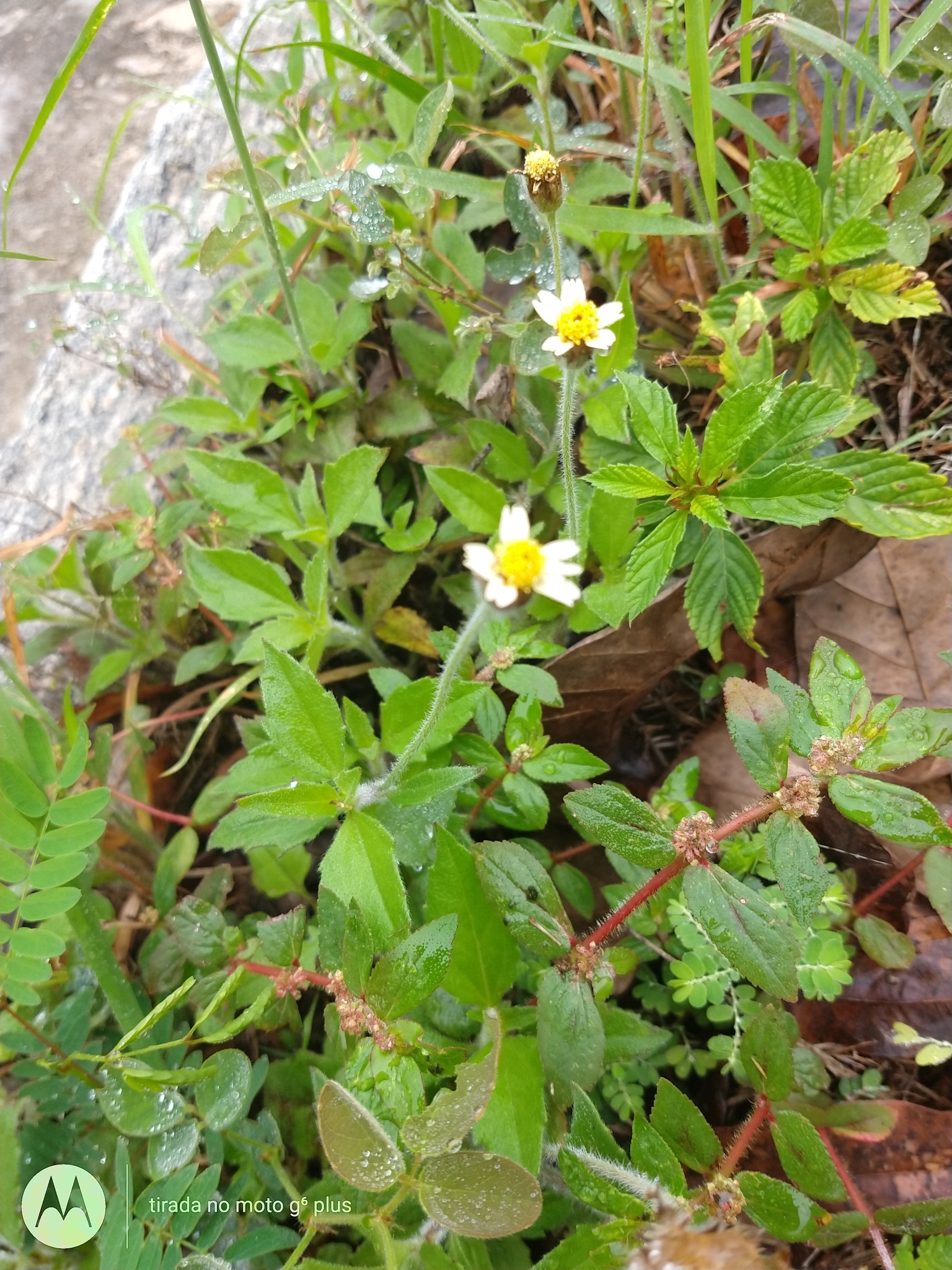 Tridax procumbens