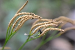 Diphasiastrum thyoides
