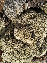 Thylacospermum caespitosum