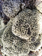 Thylacospermum caespitosum