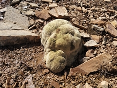 Thylacospermum caespitosum
