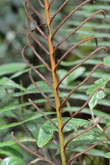 Blechnum falciforme