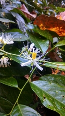 Capparis micracantha