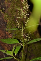 Iresine celosia