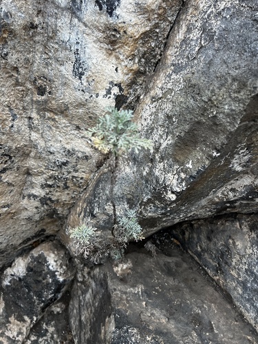 Image of Artemisia thuscula by (c) Alex Stuart, some rights reserved (CC BY)