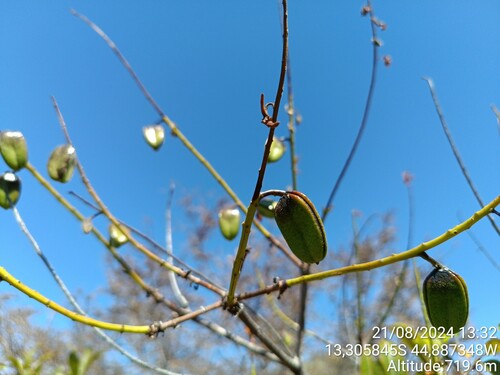 Vochysia gardneri (Vochysia gardneri)