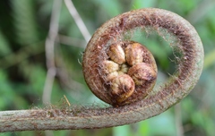 Lophosoria quadripinnata