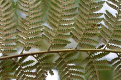 Lophosoria quadripinnata