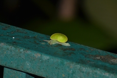 Rhinocochlis nasuta