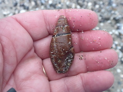Atrimitra idae