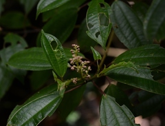 Miconia glaberrima