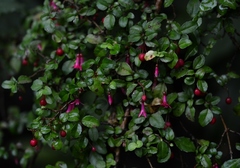 Fuchsia microphylla microphylla