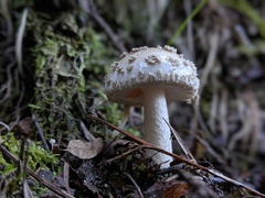 Amanita australis