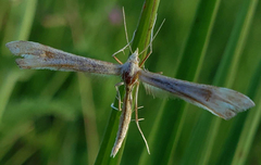 Gillmeria pallidactyla