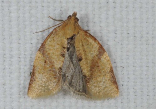 Privet Tortrix