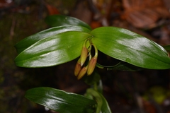 Epidendrum eximium
