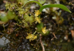 Rhynchostele pygmaea