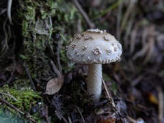 Amanita australis
