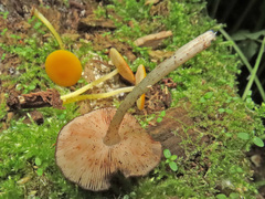 Pluteus nanus