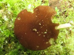 Pluteus nanus