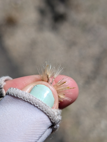 Image of Dieteria asteroides by (c) sdash, some rights reserved (CC BY)
