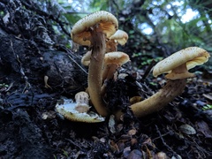 Armillaria limonea