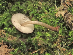 Pluteus nanus