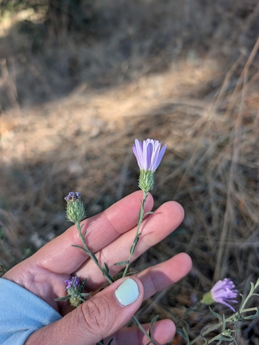 Image of Dieteria asteroides by (c) sdash, some rights reserved (CC BY)
