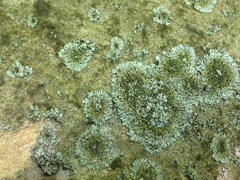 Phaeophyscia adiastola