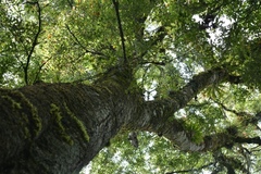Quercus ocoteifolia