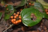 Smilax subpubescens - Photo (c) Neptalí Ramírez Marcial, some rights reserved (CC BY), uploaded by Neptalí Ramírez Marcial