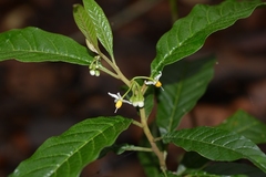 Solanum nigricans