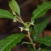 Solanum nigricans - Photo (c) Neptalí Ramírez Marcial, algunos derechos reservados (CC BY), subido por Neptalí Ramírez Marcial