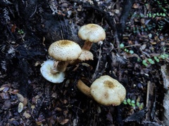 Armillaria limonea